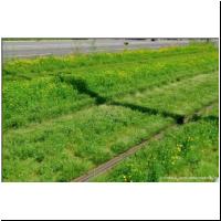 2021-07-19 -T9- Voie des Saules 01.jpg